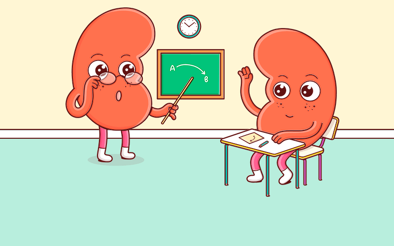 A teacher kidney caricature and a student kidney caricature in a classNameroom