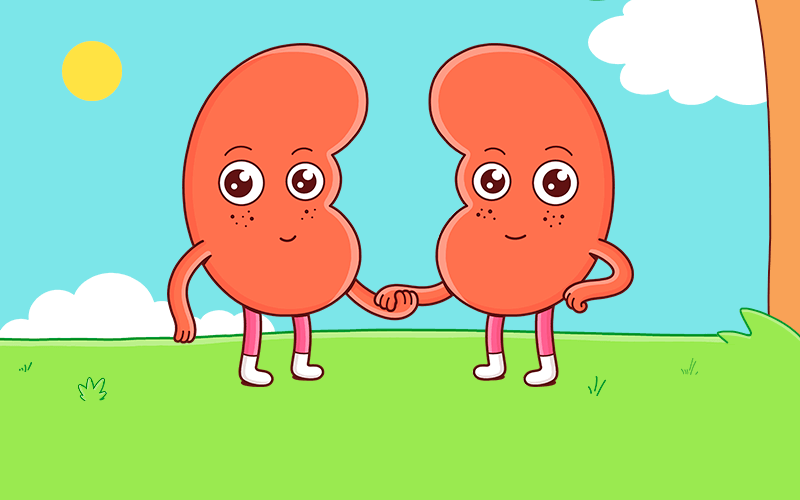 2 red kidney caricatures holding hands outside by a tree